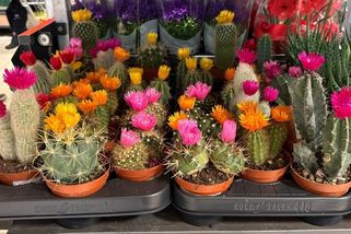 Koupil kaktus s krásnými květy. Když zjistil pravdu, bylo pozdě